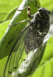 娱乐吃瓜酱知了,知了带你领略娱乐圈新鲜事